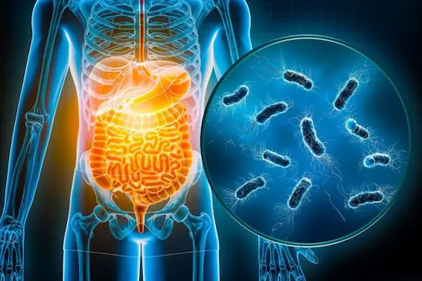 microbiota intestinal