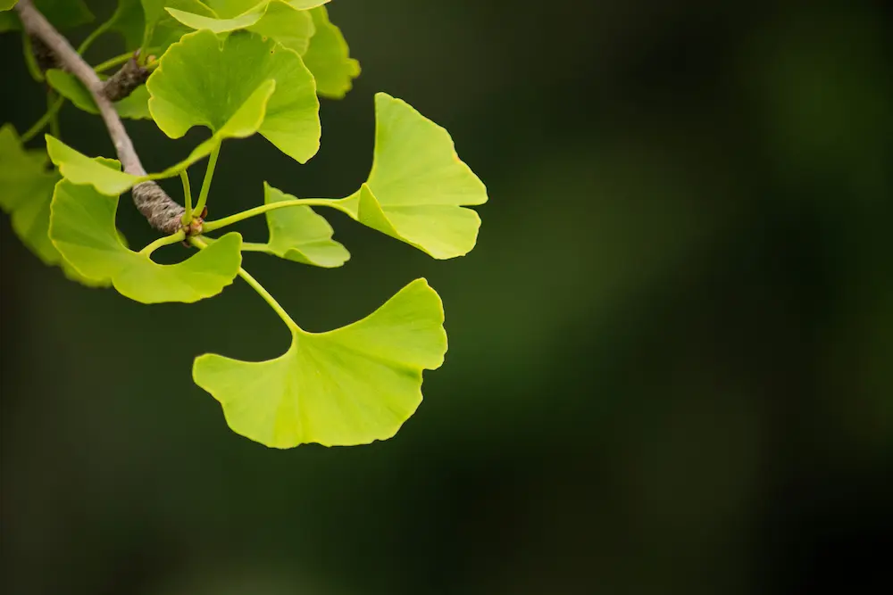 Principales nootrópicos naturales y para qué sirve cada uno